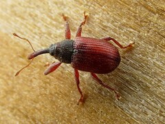 Anthonomus haematopus