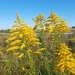 Solidago altissima - Photo (c) jitensha2021,  זכויות יוצרים חלקיות (CC BY-NC)