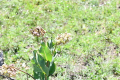 Asclepias glaucescens