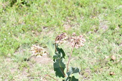 Asclepias glaucescens