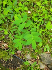 Uvularia grandiflora