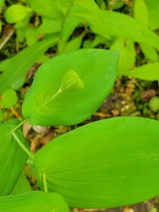 Uvularia grandiflora