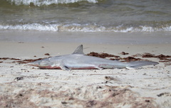 Carcharhinus brevipinna