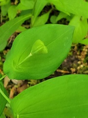 Uvularia grandiflora