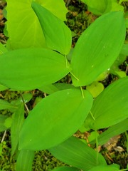 Uvularia grandiflora