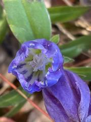 Gentiana saponaria