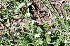 Euploca foliosissima