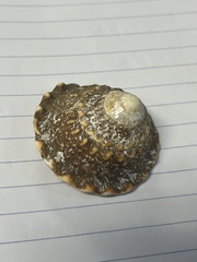 Megastraea undosa