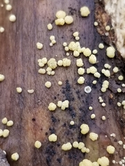 Trichoderma gelatinosum