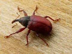 Anthonomus haematopus