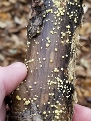 Trichoderma gelatinosum