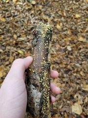 Trichoderma gelatinosum