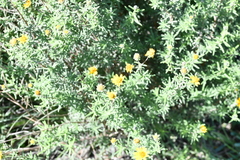 Aldama linearis