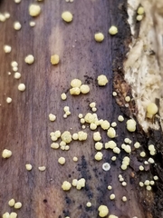 Trichoderma gelatinosum