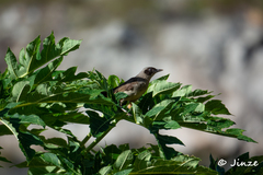 Pterorhinus perspicillatus