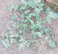 Chenopodium karoi