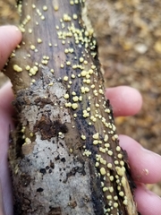 Trichoderma gelatinosum