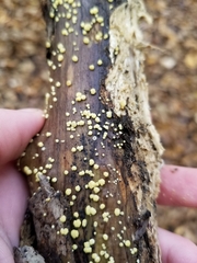 Trichoderma gelatinosum