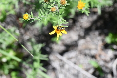 Acmaeodera scalaris