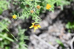 Acmaeodera scalaris