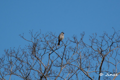 Pycnonotus aurigaster