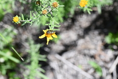 Acmaeodera scalaris