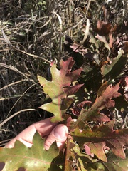 Quercus ellipsoidalis