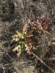 Quercus ellipsoidalis