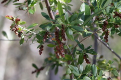 Cliftonia monophylla