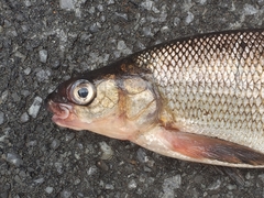 Coregonus clupeaformis