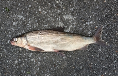 Coregonus clupeaformis