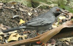 Turdus plumbeus