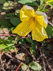 Oenothera laciniata