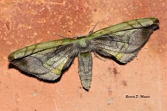 Phiditiidae