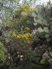 Zaluzania montagnifolia