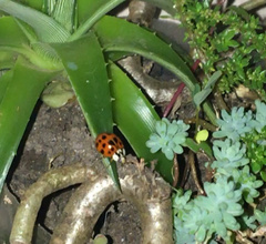 Harmonia axyridis