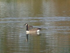 Branta canadensis