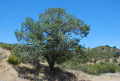 Pinus quadrifolia