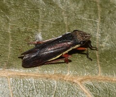 Homalodisca insolita