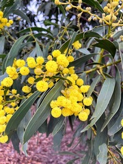 Acacia saligna