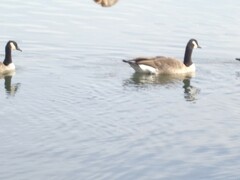 Branta canadensis