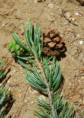 Pinus quadrifolia