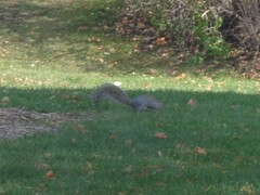 Sciurus carolinensis