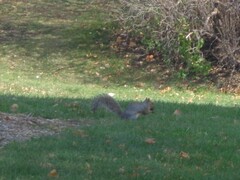 Sciurus carolinensis