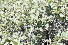 Quercus repanda
