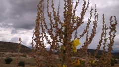 Verbascum pulverulentum
