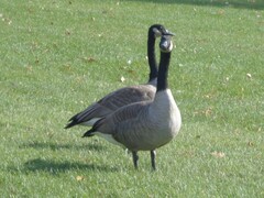 Branta canadensis