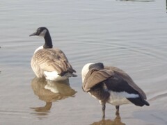 Branta canadensis