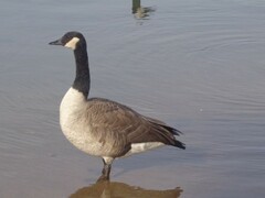 Branta canadensis
