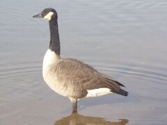 Branta canadensis